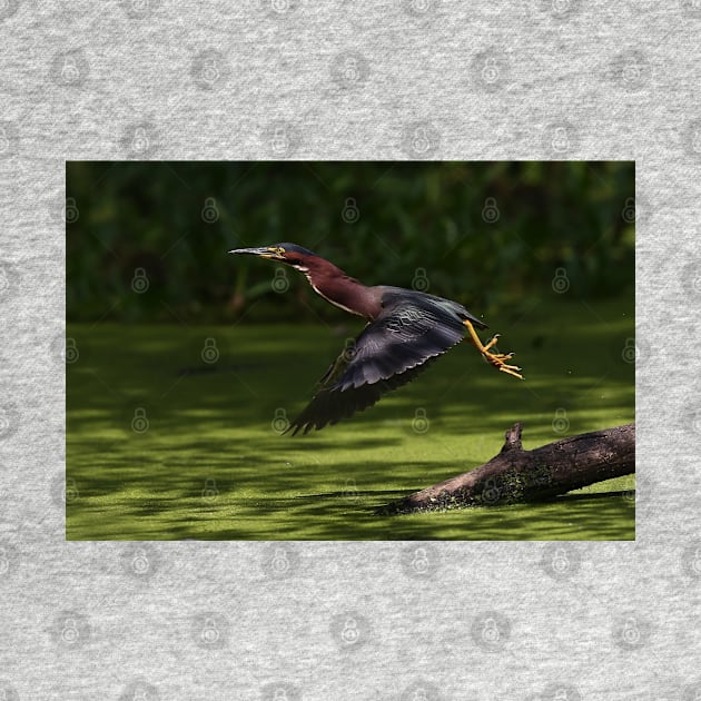 Green Heron Liftoff by Jim Cumming